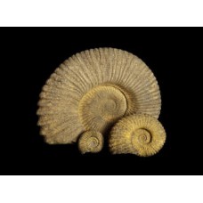 Large ammonite wall plaque or stepping stone