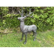 Elegant Stag