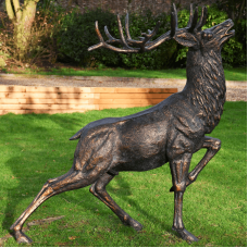 Deer Collection (14)