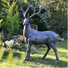 Startled Stag