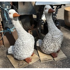 Large Gander