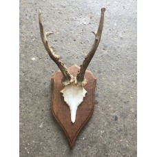 Mounted Skulls